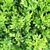 BUXUS SEMPERVIRENS (2)-min