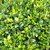 ILEX CRENATA-min
