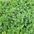 LIGUSTRUM DELAVAYUM-min