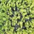 TAXUS BACCATA (2)-min