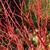 CORNUS SIBIRICA W