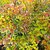 ABELIA FRANCIS MASSON (2)-min