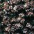 ABELIA SEMPERFLORENS-min