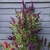 BUDDLEJA BUTTERFLY TOWER W