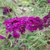 BUDDLEJA ROYAL RED W-min