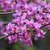 CERCIS SILIQUASTRUM WF-min