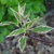 CORNUS PINKY SPOT 2 W-min