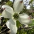 CORNUS FLORIDA WF(2)-min