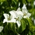 CORNUS KOUSA WF-min