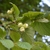 CORYLUS AVELLANA WF-min