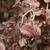 CORYLUS RED MAJESTIC W-min