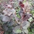 CORYLUS PURPUREA-min