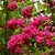 CRATAEGUS PAUL'S SCARLET W-min