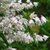 DEUTZIA SCABRA W-min
