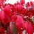 EUONYMUS ALATUS COMPACTUS W 3-min