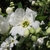 EXOCHORDA RACEMOSA 3 W-min