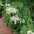 HEPTACODIUM-MICONIOIDES-W_1-min