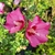 HIBISCUS PINK GIANT (2)-min