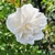 HIBISCUS WHITE CHIFFON (2)-min
