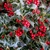 ILEX-ALASKA-W-2-min