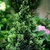 ILEX CHAT’O MINIER-min