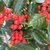 ILEX NELLIE R STEVENS 4 W-min