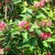LONICERA HACK'S RED W-min
