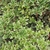 OSMANTHUS VARIEGATA (2)-min