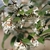 OSMANTHUS SUAVIS W-min