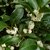 OSMANTHUS FORTUNEI 2 W-min