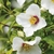 PHILADELPHUS BELLE ETOILE W-min