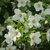 PHILADELPHUS BELLE ETOILE W 3-min