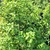 PITTOSPORUM TENUIFOLIUM (2)-min