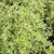 PITTOSPORUM VARIEGATUM (2)-min