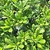 PITTOSPORUM TOBIRA (2)-min