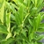 PRUNUS FONTANETTE (2)-min