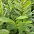 PRUNUS NOVITA-min