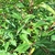 PRUNUS ANGUSTIFOLIA (4)-min