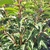 PRUNUS BRENELIA-min