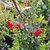 PYRACANTHA RED COLUMN-min