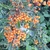 PYRACANTHA ORANGE GLOW (3)-min