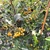 PYRACANTHA SOLEIL D'OR (2)-min