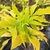 SAMBUCUS AUREA-min