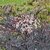 SAMBUCUS BLACK LACE (2)-min