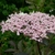 SAMBUCUS PURPUREA W-min