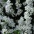 SPIRAEA THUNBERGII W-min