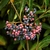 VIBURNUM PINK BEAUTY 2 MINIER-min