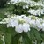 VIBURNUM LANARTH W-min