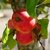 POMMIER ELSTAR WF (2)-min