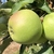 POMMIER GRANNY SMITH WF (2)-min